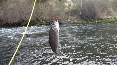 Headwaters Fishing Team: Trip Report: Merced River on the Fly