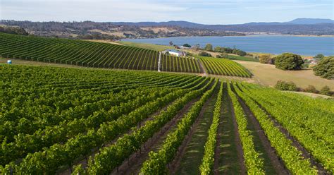 Tasmania Wineries Best Tasmania Wine Regions And Wineries Halliday