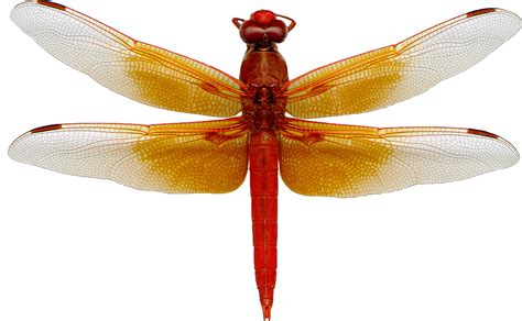 Dragonfly Png Images Transparent Free Download