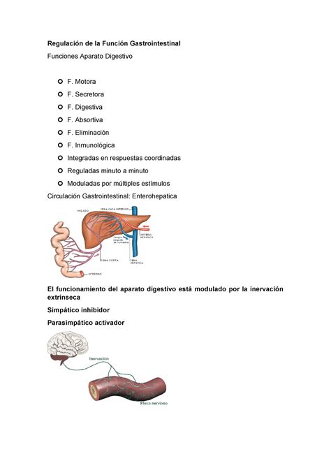 Regulaci N De La Funci N Gastrointestinal Studocu