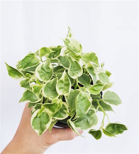 Peperomia Scandens Variegata, Furniture & Home Living, Gardening ...