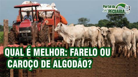 Qual é melhor Farelo ou Caroço de Algodão YouTube