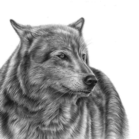 Wolf Pencil Drawing Etsy