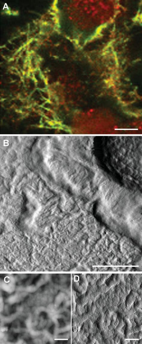 Figure 1 From Characterization Of Collagenous Matrix Assembly In A