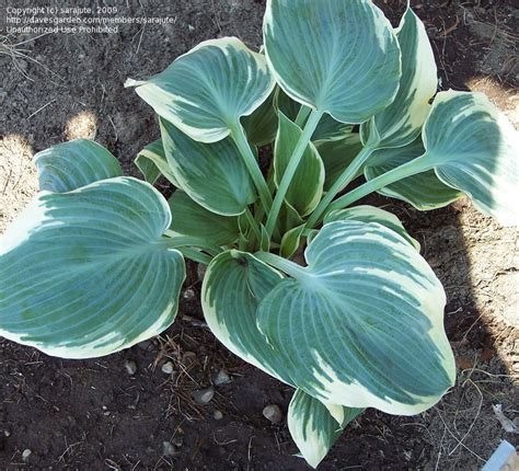PlantFiles Pictures: Hosta 'El Nino' (Hosta) by bottlegreen