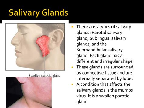 Ppt Oral Cavity Teeth Tongue And Salivary Glands Powerpoint