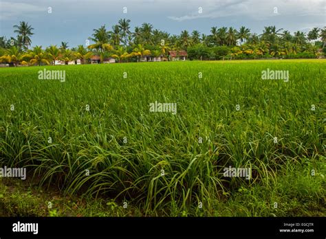 Rice field in Karawang, West Java, Indonesia Stock Photo: 78954199 - Alamy