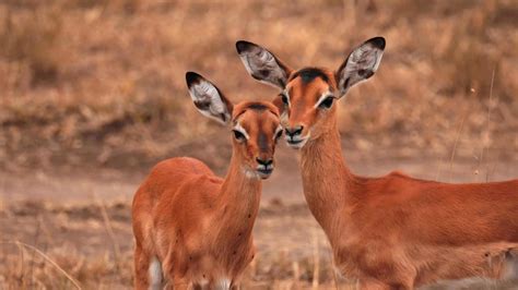 African Deer Like Animals