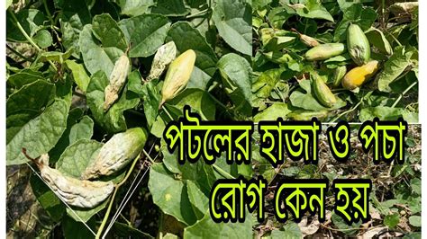 পটলের হাজা ও পচা রোগ কেন হয়। বাংলার কৃষি পদ্ধতি Youtube