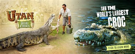 Alligator Adventure | Come Face to Face With Nature's Fiercest Animals