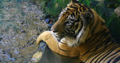 extinct big cats   animals