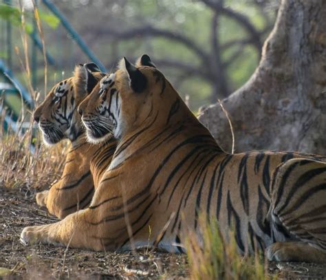 Tadoba Andhari Tiger Reserve