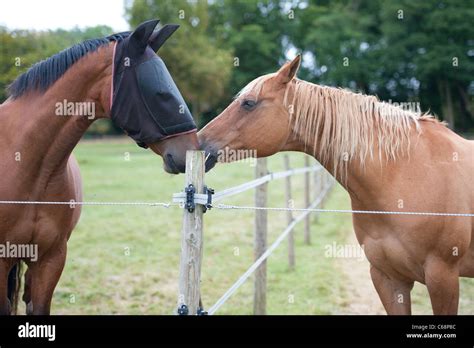 Affectionate horses hi-res stock photography and images - Alamy