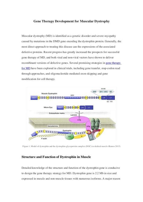 Gene therapy for muscular dystrophy