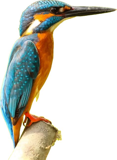 Kingfisher bird vector clipart image - Free stock photo - Public Domain photo - CC0 Images