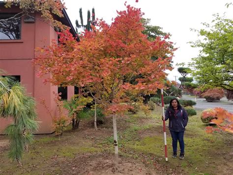 Acer Shir Aureum Tree Form Fall Color Jaycee Newman Inc Flickr