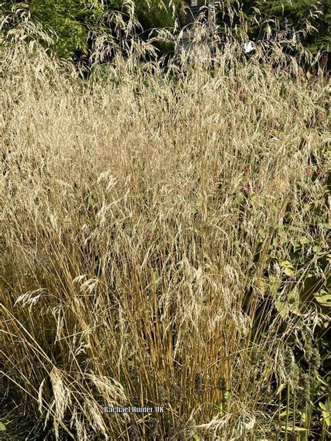 Photo Of The Entire Plant Of Gold Pendant Tufted Hair Grass Deschampsia Cespitosa Goldschleier