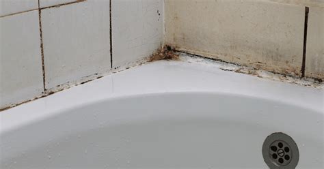 Black Mold In Shower Is It A Cause Of Worry And What To Do About It