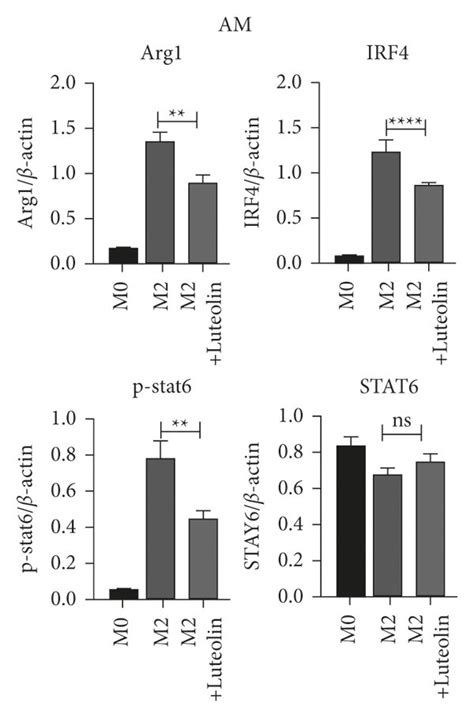 Luteolin Inhibited Macrophage M Polarization Marker Protein