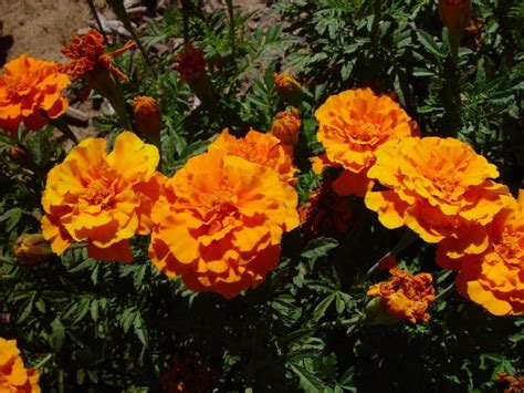 Free picture: orange, marigolds