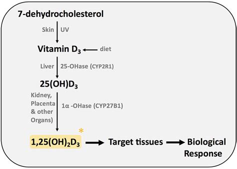 Vitamin D Metabolism Fat Soluble Vitamin Sources Dermal Off