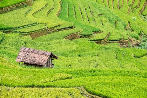 House On Rice Field Mountain By Stocksy Contributor Bisual Studio