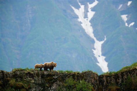 Brown Bears, Katmai National Park #2 by Mint Images/ Art Wolfe