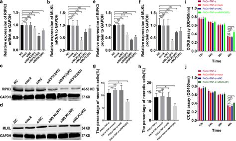 Knockdown Of Ripk And Mlkl Gene Could Obviously Suppress Necroptosis