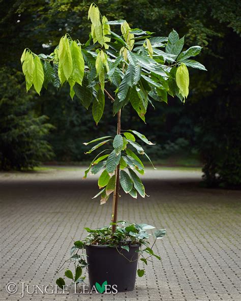 Theobroma cacao (Cacao Tree) Forastero 29,99€ bis 79,99€ - Jungle Leaves