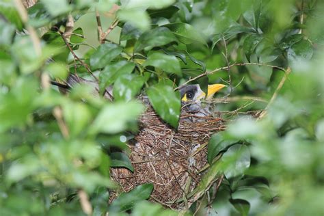 Brisbane Backyard Naturalist: Noisy Miner nest with chicks