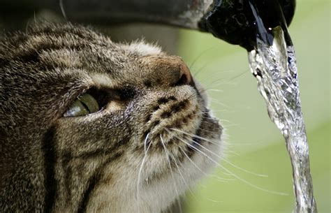 Como Estimular A Hidratação Dos Gatos Durante O Verão Saúde Vida De