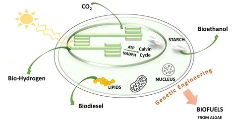 Energies Free Full Text Using Algae For Biofuel Production A Review