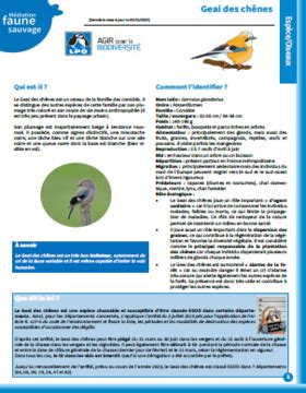 Geai Des Ch Nes Lpo Ligue Pour La Protection Des Oiseaux Lpo