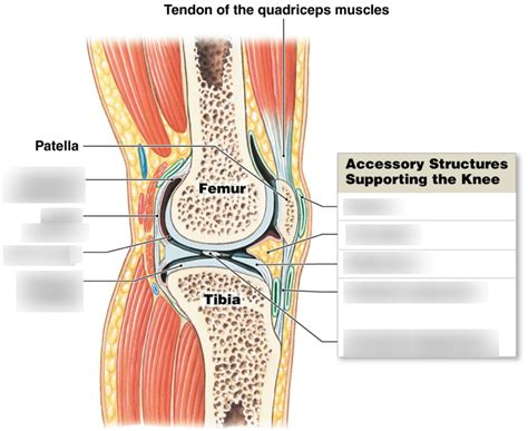 Joints Diagram Quizlet