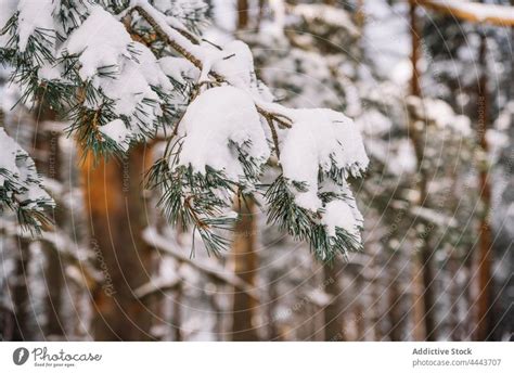 Mit Schnee Bedeckte Nadelb Ume Im Winterwald Ein Lizenzfreies Stock