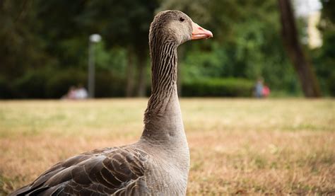 Goose Nature Bird Free Photo On Pixabay Pixabay