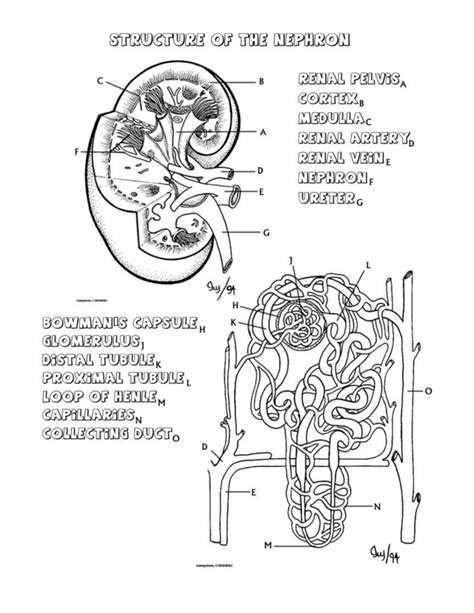 Kidney Diagram Worksheet