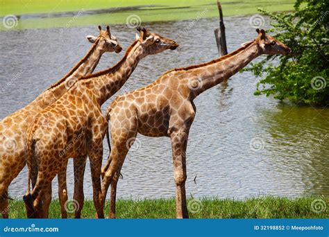 O Que As Girafas Comem - Grupo De Girafas Que Comem a Grama, Safari Foto de Stock - Imagem de ...
