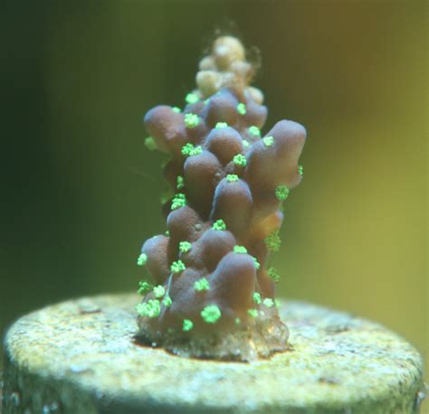 Acronana Polyps Are Weird REEF2REEF Saltwater And Reef Aquarium Forum