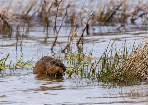 Muskrat Behavior - AnimalBehaviorCorner