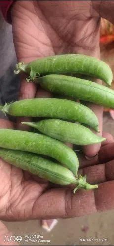 Green A Grade Fresh Peas Gunny Bag Packaging Size Kgs At Rs Kg