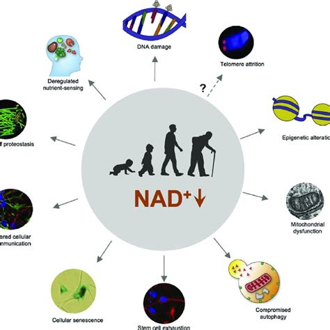 Pdf Therapeutic Potential Of Boosting Nad In Aging And Age Related