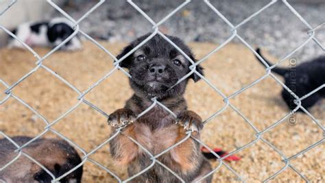 Alesp aprova projeto de lei que proíbe a venda de animais em pet shops