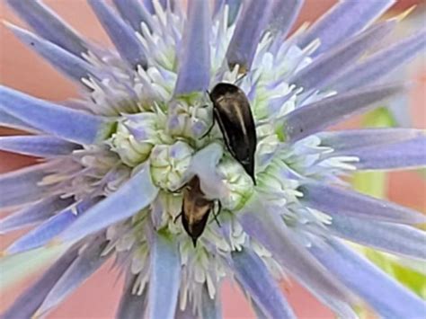 Insecta