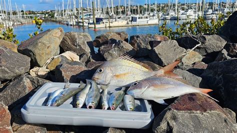 So Easy To Catch Yellow Eyed Mullet Youtube