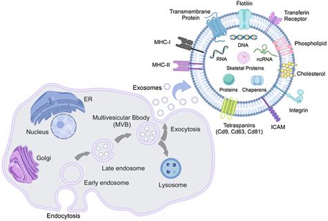 Recent Advances Of Using Exosomes As Diagnostic Markers And, 51% OFF