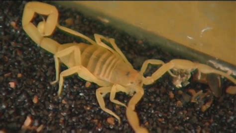 ‘i’ve Got One ’ Hunting Neon Scorpions In The Arizona Desert Fox 10 Phoenix