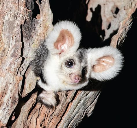 Extinction Risk For Australias Iconic Glider Science