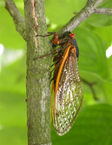 Identify And Manage Periodical Cicada On Trees And Shrubs