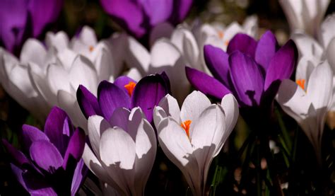 Download Spring Purple Flower White Flower Nature Flower Crocus 4k